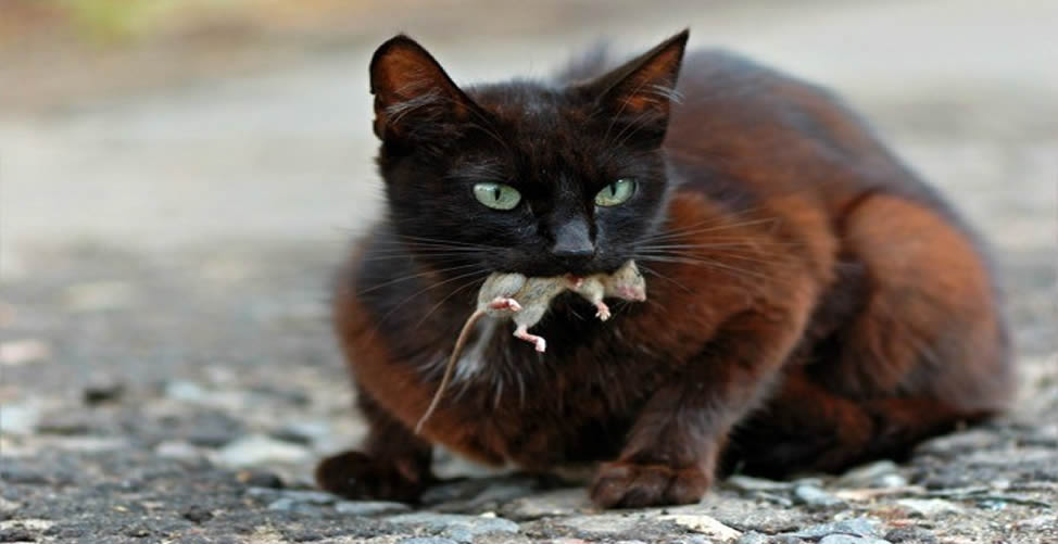 Como Fazer Armadilha Para Pegar Rato-Gato