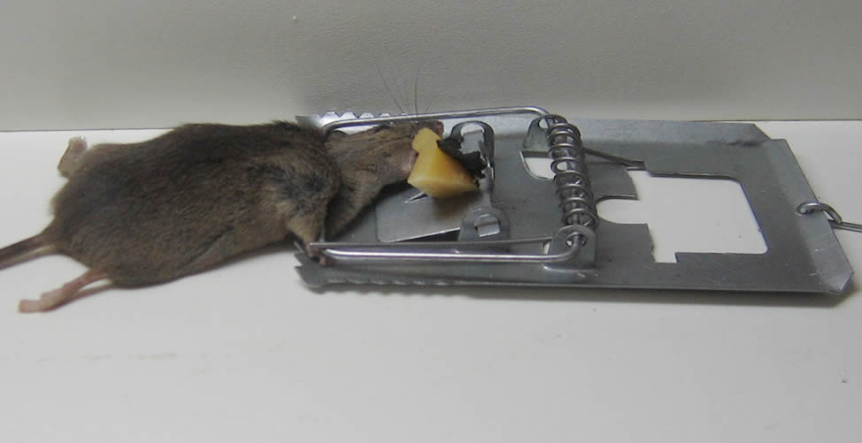 Como Fazer Armadilha Para Pegar Rato-Ratoeira