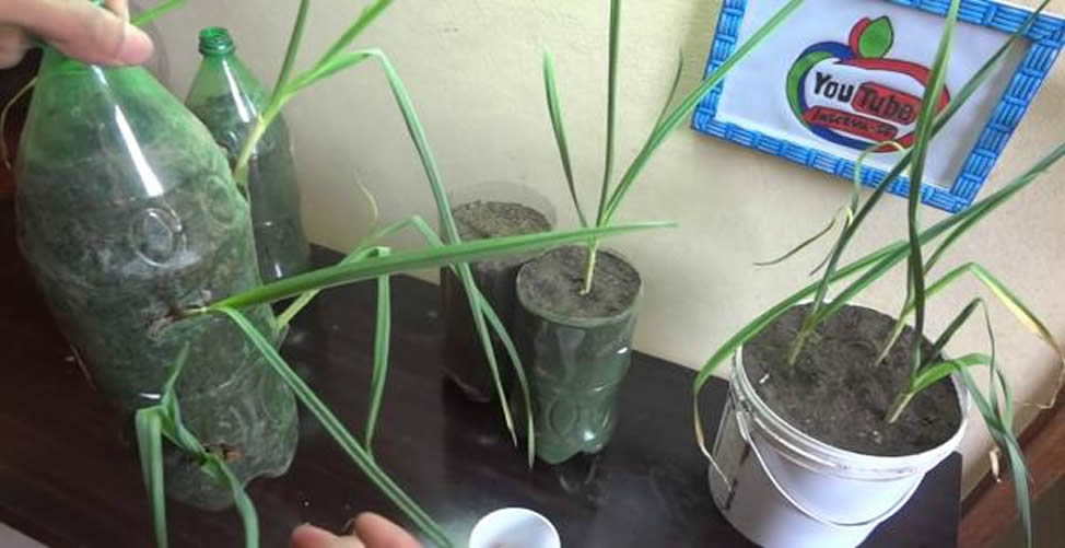 Como Plantar Alho em Vaso e Pet