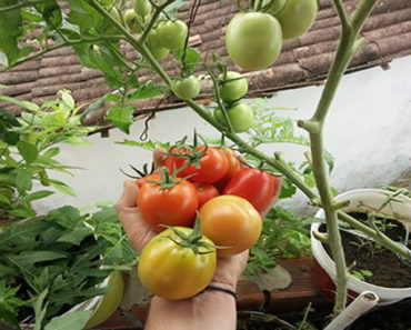 Como-Plantar-Tomate