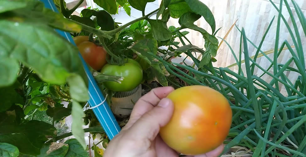 Como Plantar Tomate - Colheita