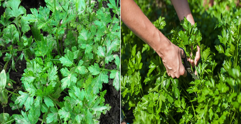 Como Plantar Cheiro Verde - Salsinha