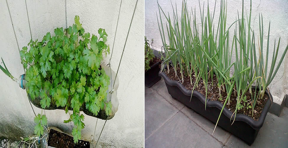 Como Plantar Cheiro Verde em Apartamento
