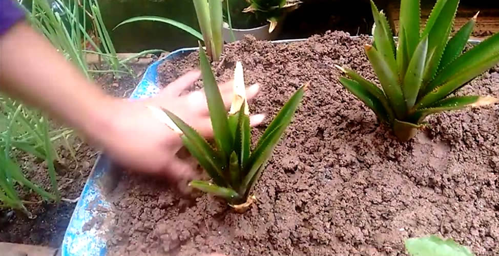Como Plantar Abacaxi em Casa