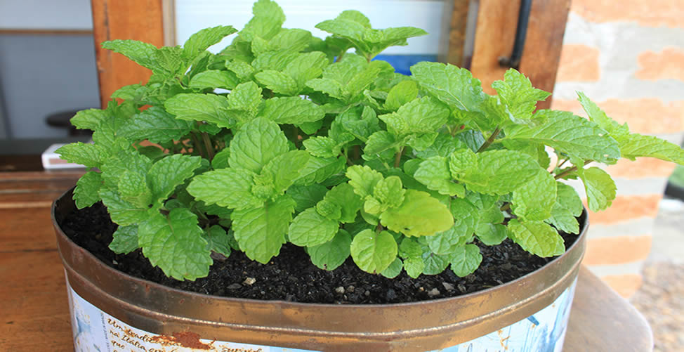 Ervas Aromáticas Para Cultivar Em Casa - Hortelã Pimenta
