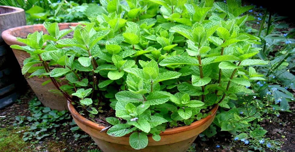 Ervas Aromáticas Para Cultivar Em Casa - Hortelã Verde