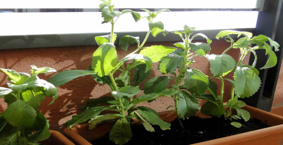 Ervas Aromáticas Para Cultivar Em Casa - Stevia