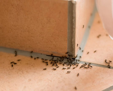 Como-Espantar Formigas