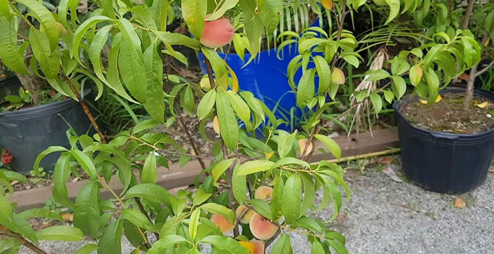 Outras Árvores Frutíferas Para Cultivar Em Vaso  