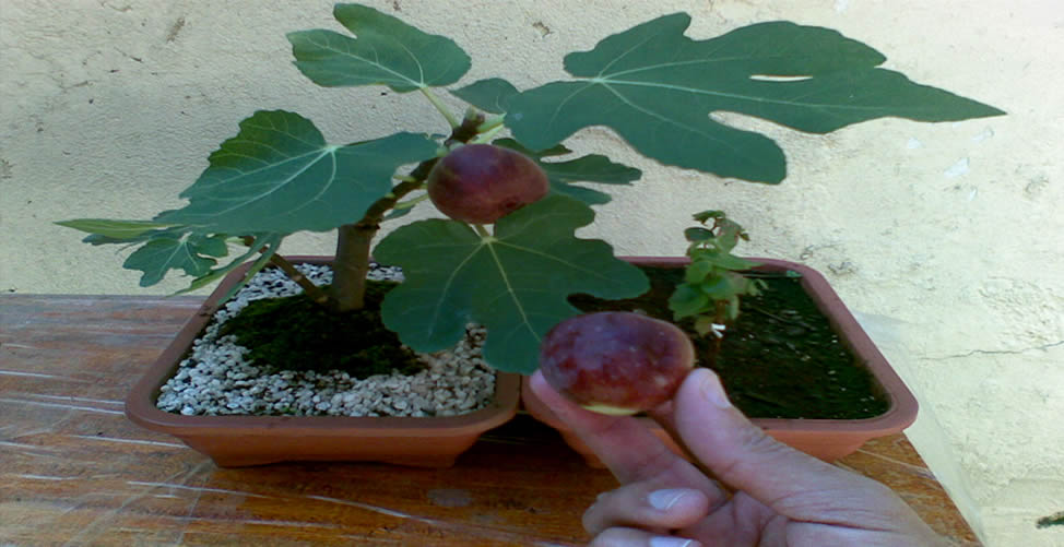 Árvores Frutíferas Para Cultivar Em Vaso - Figueira Carica