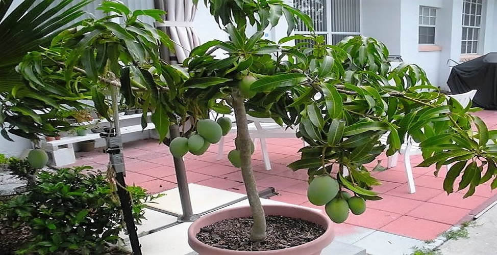 Árvores Frutíferas Para Cultivar Em Vaso - Manga Indica