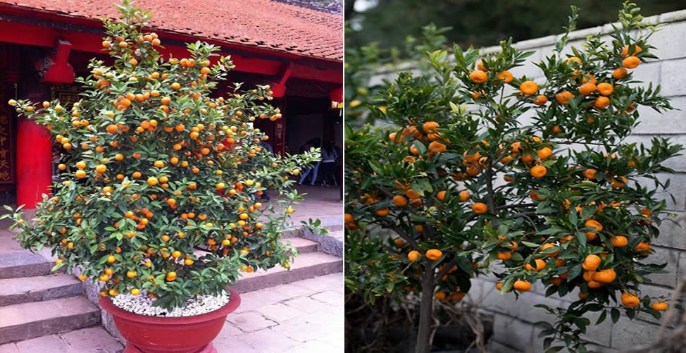 Árvores Frutíferas Para Cultivar Em Vaso - Mexerica Citrus